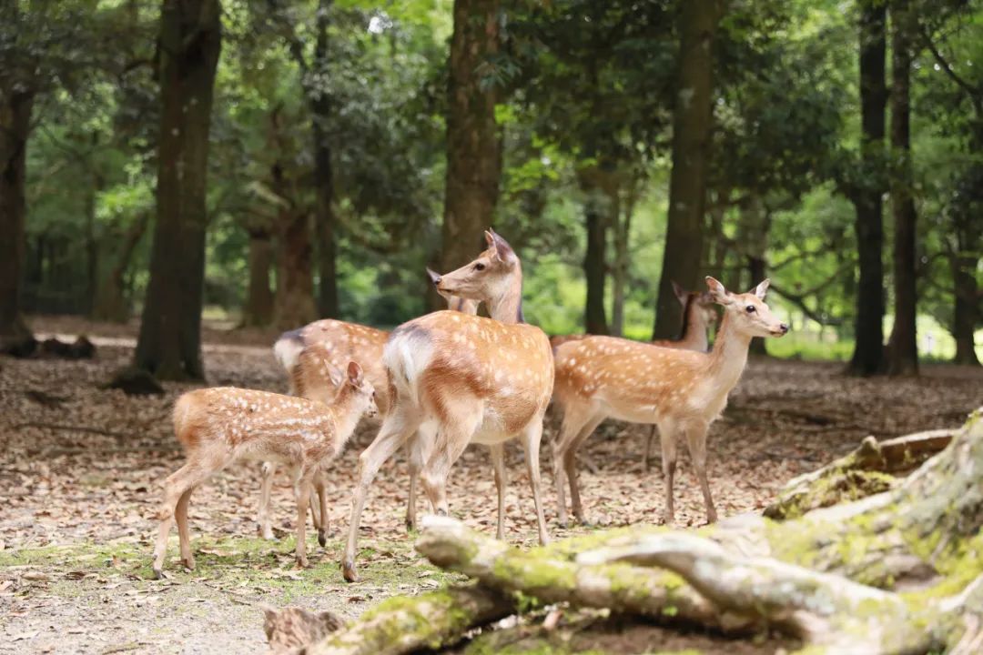Deer in Nara